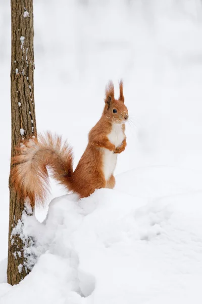 Мила пухнаста білка на білому снігу в зимовому лісі . — стокове фото