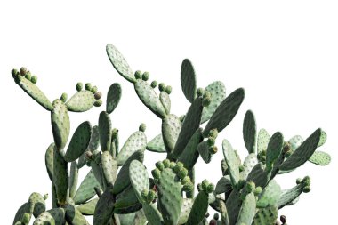 Beyaz arka planda izole edilmiş Opuntia kaktüsü. Kaktüs tarlası. Kılıçlar, Opuntia incir ağacı meyveleri. Barbar incir, kaktüs armudu, omurgasız kaktüs veya dikenli armut..