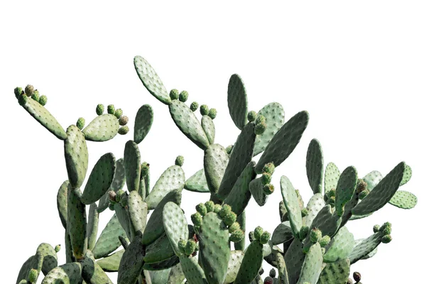 Cactus de Opuntia aislados sobre fondo blanco. Campo de cactus. Sabres, frutos de Opuntia ficus-indica. Higo berberiscos, pera de cactus, cactus sin espinas o pera espinosa . — Foto de Stock