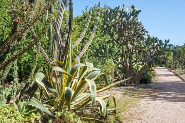 Açık egzotik bahçe, Portekiz, Porto 'da güneşli bir yaz gününde büyük kaktüslü botanik bahçesi..
