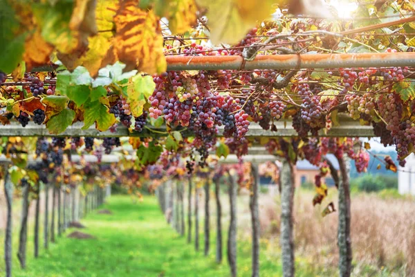 Vinhedos ao pôr do sol na colheita do outono. Fechar um monte de uvas, fundo. Uvas maduras no outono — Fotografia de Stock