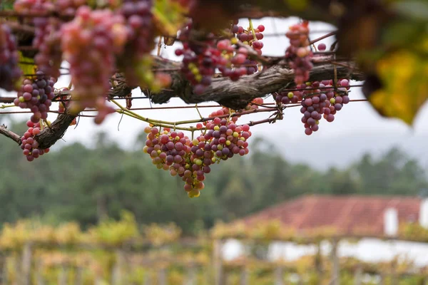 Grona czerwonych winogron, Rosada, z Vineyard. Zbiory winogron. Winnice o zachodzie słońca w jesiennych zbiorach. Zbliżenie grona winogron, tło. Dojrzałe winogrona jesienią — Zdjęcie stockowe