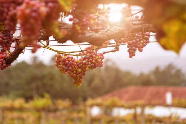 Grona czerwonych winogron, Rosada, z Vineyard. Zbiory winogron. Winnice o zachodzie słońca w jesiennych zbiorach. Zbliżenie grona winogron, tło. Dojrzałe winogrona jesienią — Zdjęcie stockowe