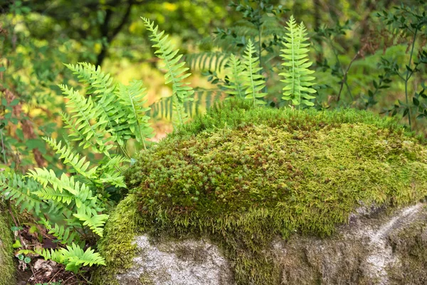 Felci che crescono sulle rocce nella foresta . — Foto Stock