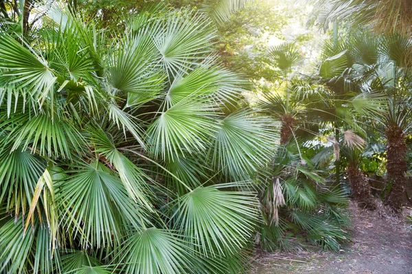 Krásné bujné tropické palmy, listoví v přírodní botanické zahradě — Stock fotografie