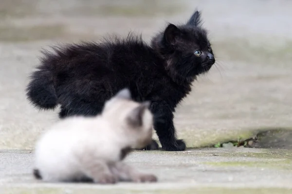 Gatinhos recém-nascidos preto e cinza ao ar livre. Adoráveis pequenos gatinhos ao ar livre — Fotografia de Stock