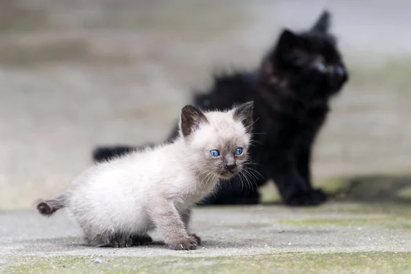 Gatos recién nacidos negros y grises al aire libre. El gatito mira a la cámara. Adorables gatitos al aire libre — Foto de Stock