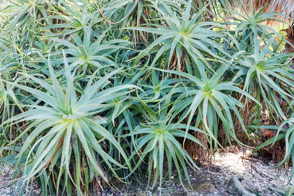Rostliny Aloe vera, tropické zelené rostliny. Aloe arborescens in botanical garden, Portugal — Stock fotografie
