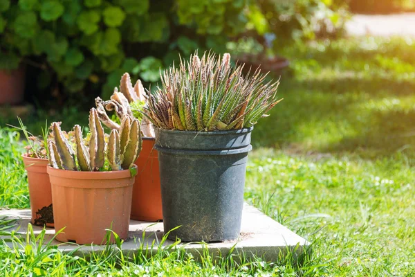 Cactus et succulent groupe en pot en plein air dans le jardin. Jolie plante tropicale du désert. Divers cactus. Lot de plantes de cactus . — Photo