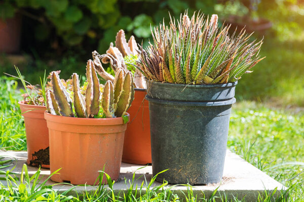 Cactus and succulent group in pot outdoor in the garden. Cute desert tropical plant. Various cactus. Lot of cacti plants.