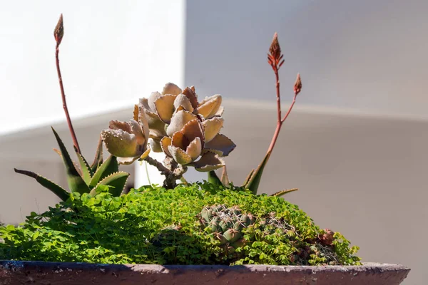 Cactus e succulento gruppo in vaso all'aperto in giardino. Pianta tropicale del deserto carino. Vari cactus. Un sacco di piante di cactus . — Foto Stock