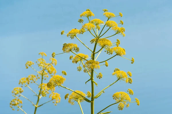 Hogweed géant, un hogweed géant contre le ciel bleu, plante dangereuse — Photo
