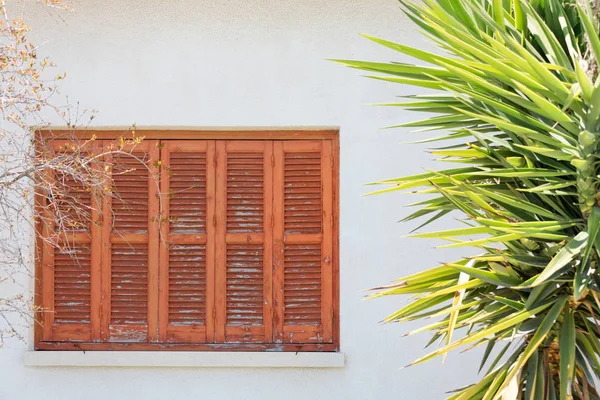 Világos zöld fiatal pálmafa nő az ablakok közelében a ház — Stock Fotó