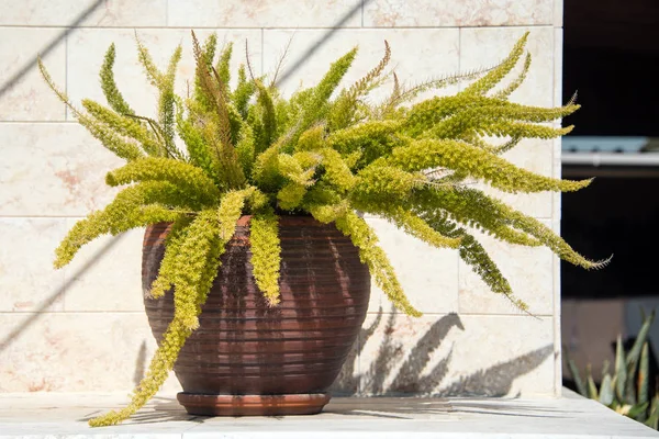 Plante verte dans un grand pot en céramique sur fond de mur à l'extérieur — Photo