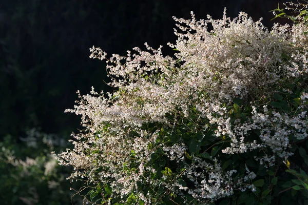 Flores blancas florecientes en los arbustos en el parque, fondo de primavera — Foto de Stock