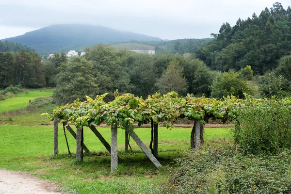 Vinodling med mogna druvor på landet. Pilgrimsled mellan Pontevedra och Caldas de Reis på leden Camino de Santiago, Galicien, Spanien — Stockfoto