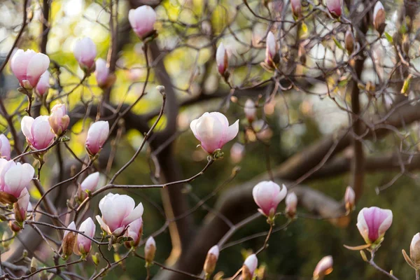 Magnolia fleurs d'arbre à fleurs roses, branche gros plan, extérieur. Belle floraison, arbre en fleurs - branches de magnolia fleuries au printemps — Photo