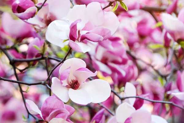 Magnolia fleurs d'arbre à fleurs roses, branche gros plan, extérieur. Belle floraison, arbre en fleurs - branches de magnolia fleuries au printemps — Photo