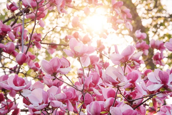 Magnolia en fleurs. Magnolias roses au printemps . — Photo