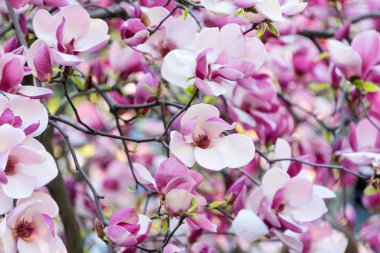 Çiçekli manolya ağacı. Bahar günü pembe manolyalar..