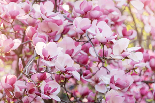 Magnolia en fleurs. Magnolias roses au printemps . — Photo