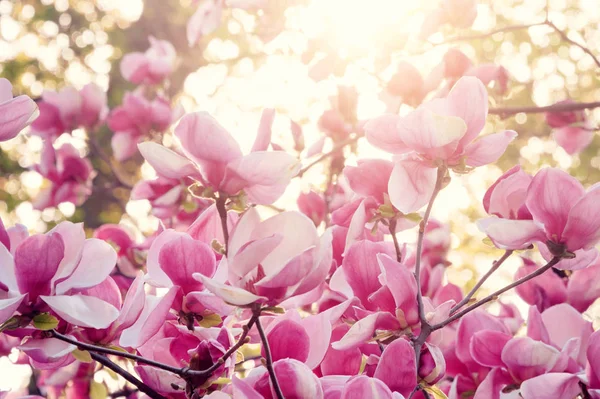 Magnolia en fleurs. Magnolias roses au printemps . — Photo