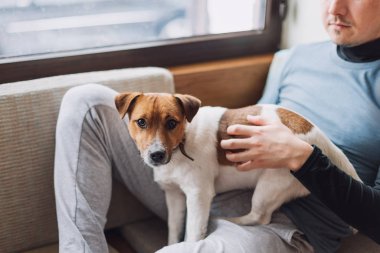 Safkan Jack Russell Terrier köpeği evde sahibiyle yatıyor. Mutlu köpek oturma odasında dinleniyor. Evcil hayvan kavramı, mutlu köpek hayatı..