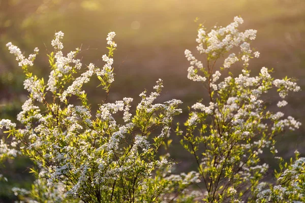 Цветущие белые цветы на кустах в парке, весенний фон — стоковое фото