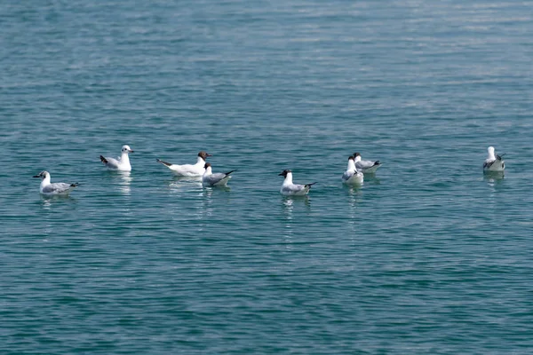 Meeuwen drijven op rustig zeewateroppervlak. Zwerm meeuwen in blauw water op zonnige dag — Stockfoto