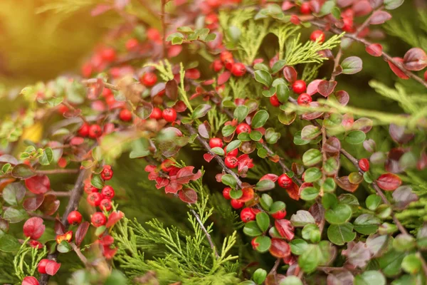 Arbusto Cotoneaster Con Bayas Rojas Ramas Fondo Otoñal Arbustos Otoño —  Fotos de Stock