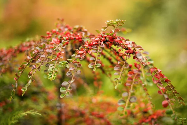 Arbusto Cotoneaster Con Bayas Rojas Ramas Fondo Otoñal Arbustos Otoño —  Fotos de Stock