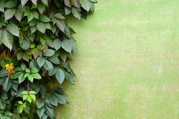 Duvarda Büyüyen Üzümün Doğal Çerçevesi — Stok fotoğraf