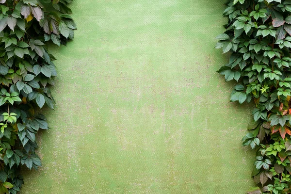 Duvarda Büyüyen Üzümün Doğal Çerçevesi — Stok fotoğraf