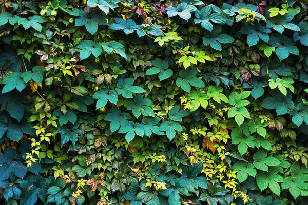 Yeşil Sarı Üzüm Yapraklarıyla Kaplı Bir Duvar Doğal Arkaplan — Stok fotoğraf