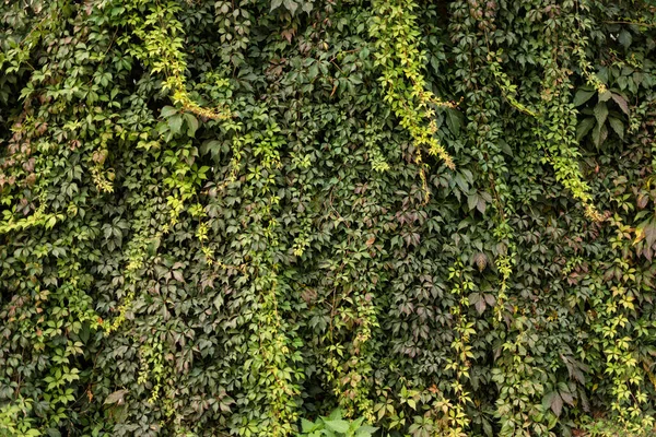 Yeşil Sarı Üzüm Yapraklarıyla Kaplı Bir Duvar Doğal Arkaplan — Stok fotoğraf