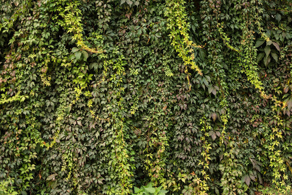Стена покрыта зелеными и желтыми листьями дикого винограда. Естественный фон

