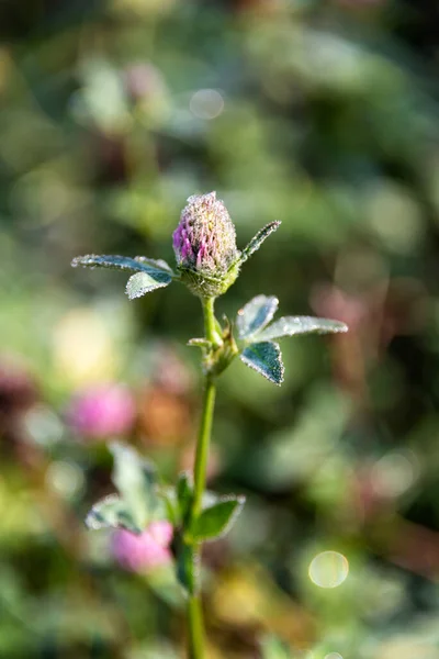 Trébol Flores Flor Trifolium Pratense Campo —  Fotos de Stock