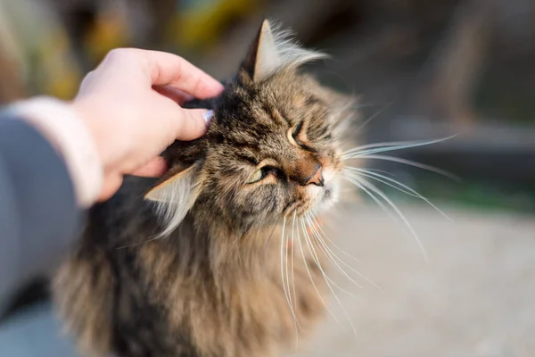Stroking Gato Tabby Com Mão Relacionamento Proprietário Animal Doméstico Felino — Fotografia de Stock