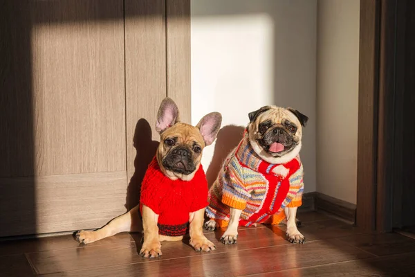 Mutlu evcil hayvanlar köpek ve evde sahiplerini bekleyen örgü süveter giymiş buldog. Komik köpekler dışarı çıkmaya hazır. Köpek kıyafetleri, moda..