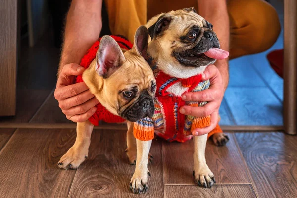 Man holding and stroking his pets pug dog and french bulldog. Happy dogs dressed in knitted sweaters at home. Dogs and owner indoors, pets, togetherness, friendship concept. Pet adoption