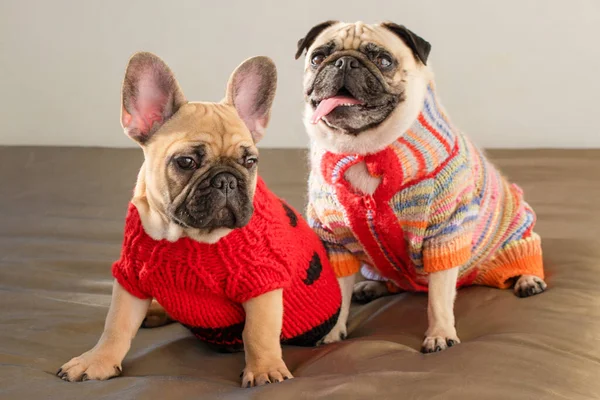 Anjing Pug Peliharaan Bahagia Dan Bulldog Perancis Mengenakan Sweater Rajutan — Stok Foto