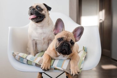 Mutlu evcil hayvanlar, pug dog ve Fransız bulldog bir sandalyede oturup kameraya bakıyorlar. Köpekler mutfakta yemek bekliyor..