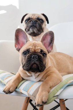 Mutlu evcil hayvanlar, pug dog ve Fransız bulldog bir sandalyede oturup kameraya bakıyorlar. Köpekler mutfakta yemek bekliyor..