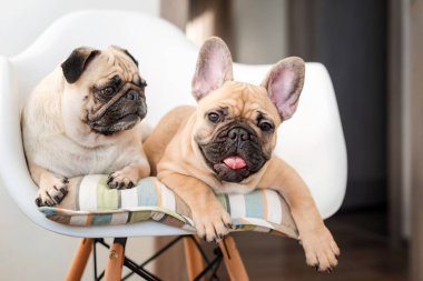 Mutlu evcil hayvanlar, pug dog ve Fransız bulldog bir sandalyede oturup kameraya bakıyorlar. Köpekler mutfakta yemek bekliyor..