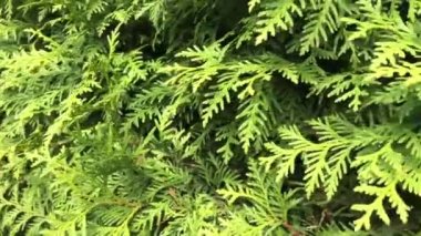 Doğal ardıç ağacı yaprakları rüzgar tarafından yavaşça sallanır. Yeşil yemyeşil doğa geçmişi. Rüzgarda savrulan yapraklar.