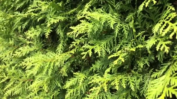 Natural juniper tree leaves slowly swayed by wind blow. Green lush nature background. Leaves blowing in the wind. — Stock Video