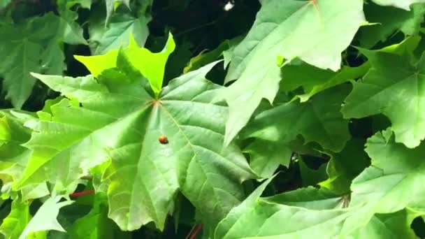 Ladybug on maple leaves. A ladybird red with black points the variegated ladybug on a background with green leaves on a sunny day with the wind. — Stock Video
