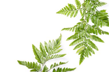 Beyaz arka planda taze yeşil yapraklar. Düz konum, üst görünüm, telif alanı. Doğa tasarımı, bahar ve yaz bereketli konsept.