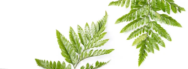 Fresh Green Leaves White Background Flat Lay Top View Copyspace — Stock Photo, Image