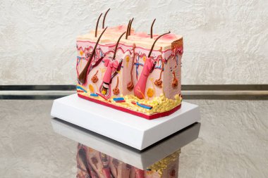 İnsan derisi çapraz kesitli plastik model. Eğitim için klinikteki masada saç olan detaylı insan derisi yapısı. Metin için boş alan